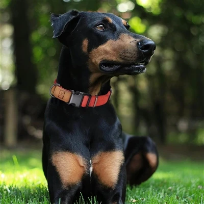 Pet iPeti uvádza na trh štýlové a odolné psie obojok a vodítko, ktoré získava...